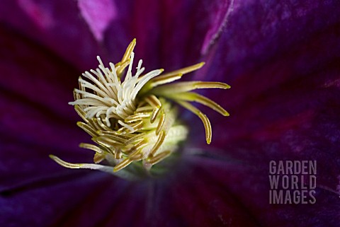 CLEMATIS_STIGMA_AND_STAMENS