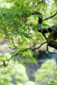 ACER PALMATUM DISSECTUM