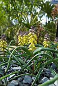 MUSCARI MACROCARPUM GOLDEN FRAGRANCE