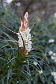 RICHEA DRACOPHYLLA