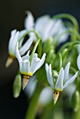 DODECATHEON DENTATUM