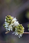 FOTHERGILLA MAJOR MONTICOLA GROUP