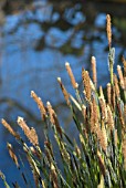 CAREX ELATA AUREA