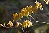 ACER JAPONICA VITIFOLIUM