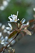 YOUNG SHOOT OF AMELANCHIER LAEVIS