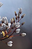 AMELANCHIER LAEVIS