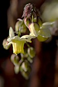 EPIMEDIUM X VERSICOLOUR NEOSULPHUREUM