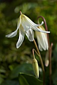 ERYTHRONIUM CALIFORNICUM WHITE BEAUTY