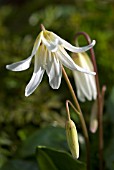 ERTHRONIUM SALIFORNICUM WHITE BEAUTY