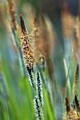 CAREX ELATA AUREA