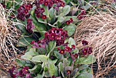 PRIMULA DUSKY LADY WITH GRASS