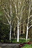 BETULA UTILIS VAR. JACQUEMONTII