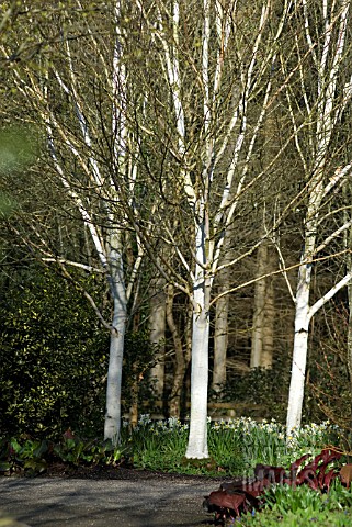 BETULA_UTILIS_VAR_JACQUEMONTII