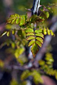 RUBUS COCKBURNIANUS GOLDENVALE