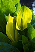 LYSICHITON AMERICANUS