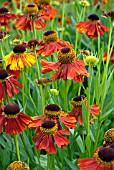 HELENIUM MOERHEIM BEAUTY