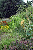 PERENNIAL BORDER IN SUMMER