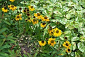 HELENIUM IN SUMMER BORDER