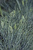 FESTUCA GLAUCA BLAUFUCHS