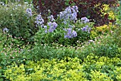 PERENNIAL BORDER IN SUMMER