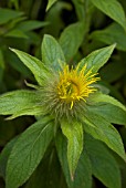 INULA HOOKERI