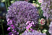 ALLIUM WITH ERYSIMUM AND AQUILEGIA