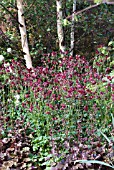 BETULA UNDERPLANTED WITH AQUILEGIA AND HEUCHERA