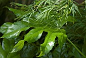 ACER AND RICINUS FOLIAGE