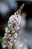 PERSICARIA AMPLEXICAULIS