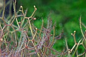 DROSERA BINATA VAR MULTIFIDA