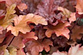 HEUCHERA PEACH FLAMBE