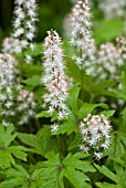 TIARELLA PINK SKY ROCKET