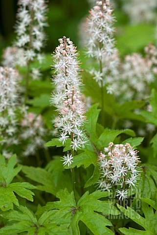 TIARELLA_PINK_SKY_ROCKET