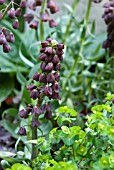 FRITILLARIA PERSICA WITH EUPHORBIA