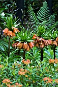 FRITILLARIA IMPERIALIS WITH EUPHORBIA GRIFFITHII FIREGLOW