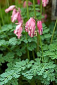 DICENTRA KING OF HEARTS