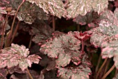 HEUCHERA MIDNIGHT ROSE