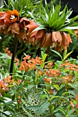 FRITILLARIA IMPERIALIS WITH EUPHORBIA GRIFFITHII FIREGLOW