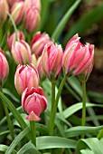 TULIPA LITTLE BEAUTY