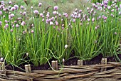 HERB PLANTING - ALLIUM SCHOENOPRASUM WITH FENNEL