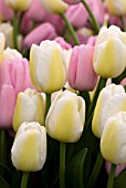 TULIPA PINK DIAMOND AND ANGELS WISH