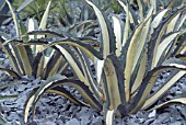 AGAVE AMERICANA MEDIOPICTA (AGM)