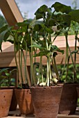 RUNNER BEAN SEEDLINGS EMERGING - PHASEOLUS