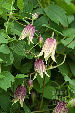 CLEMATIS_RED_ROBIN