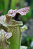 SARRACENIA OREOPHILAX LEUCOPHYLLA