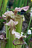 SARRACENIA OREOPHILAX LEUCOPHYLLA