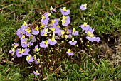 UTRICULARIA BISQUAUATA - BLADDERWORT