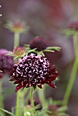 SCABIOSA ATROPURPUREA CHILE BLACK