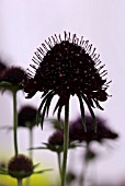 SCABIOSA ATROPURPUREA CHILE BLACK