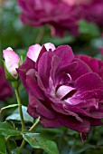 ROSA BURGUNDY ICE